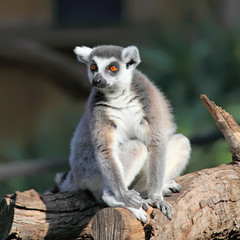 Obraz premium close-up of a ring-tailed lemur in zoo