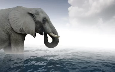 Crédence de cuisine en plexiglas Photo du jour Éléphant indien se baignant dans l& 39 eau de mer