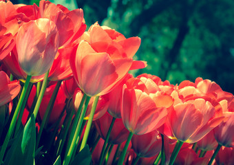 red tulips outdoors