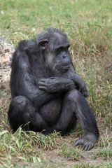 Chimpanzee sitting in the grass