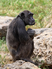 monkey sitting on a rock at the zoo.