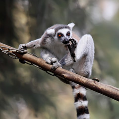 close-up of a ring-tailed lemur in zoo