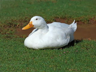 white duck on a background of green grass