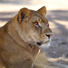 Lioness portrait