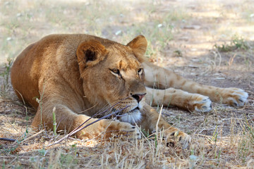 Close Up picture of lioness resting in the grass