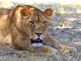 Fototapeta na wymiar Lioness portrait