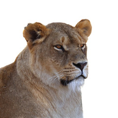 Lioness portrait on white background