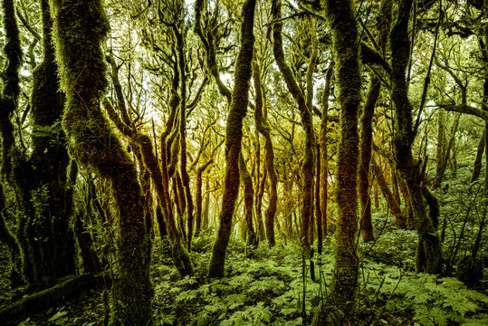 Beautiful evergreen forest in Garajonay national park on La Gomera island in Spain © rh2010