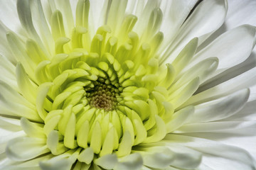 Closeup of a beautiful Daisy flower in a garden