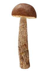 Brown cap boletus (Leccidium scabrum) mushroom