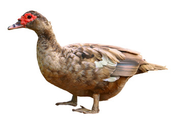 Female Mallard with clipping path, standing in front of white background 