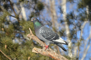 Голубь на дереве.