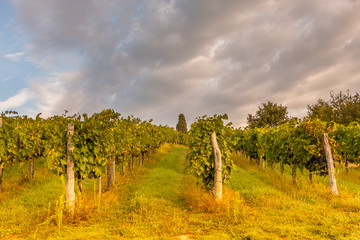 Shrubs grapes before harvest. Chianti, Tuscany, Italy

