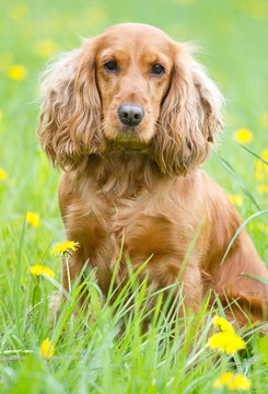 Beautiful cocker spaniel