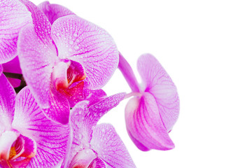 violet orchid isolated on a white background