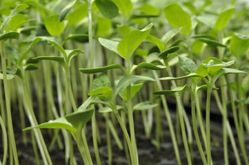 Naklejka premium Growth, Greenhouse, Plants, Seeds
