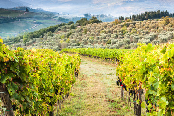 Shrubs grapes before harvest. Chianti, Tuscany, Italy
