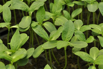 Growth, Greenhouse, Plants, Seeds