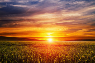 Green Field and Beautiful Sunset - Powered by Adobe