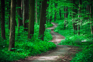 beautiful green forest