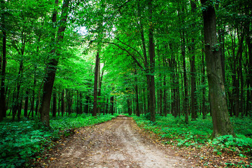 Fototapeta premium beautiful green forest