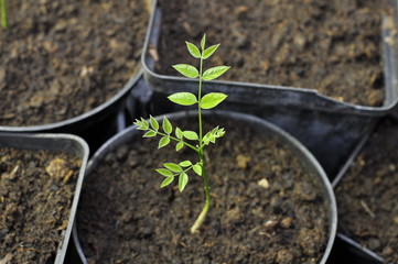 Growth, Greenhouse, Plants, Seeds