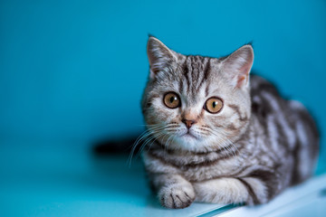 Scottish straight kitten .