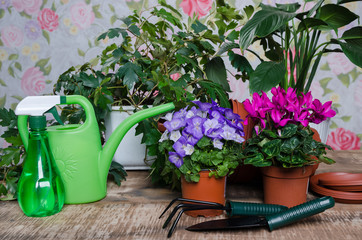Gardening tools and flower on wooden background