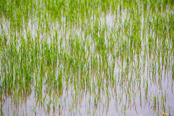rice sprouts and reflect at rice field