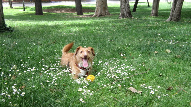 Perrito jugando en la pradera
