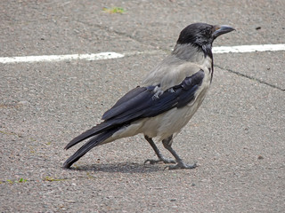 Hooded crow on the road