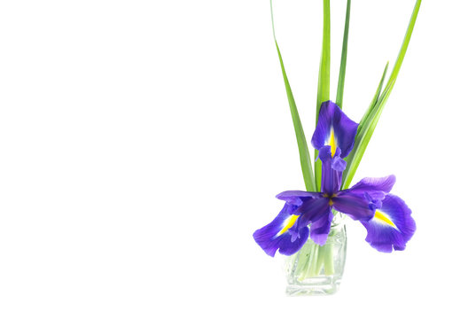 flowers blue purple irises with leaves in a glass vase isolated on white background
