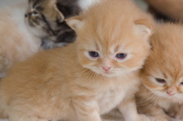 Cute little kitten lying on sofa