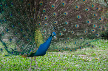 Obraz premium beautiful peacock with feathers out