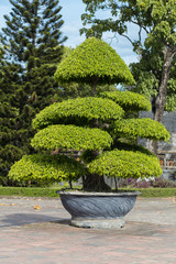 Tree in Imperial Royal Palace of Nguyen dynasty in  Hue