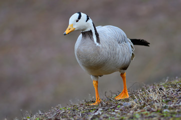 Bar-headed goose (Anser indicus)