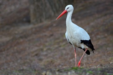 White stork (Ciconia ciconia)
