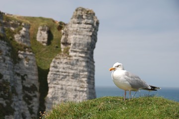 Seagull standing on green grass agains blue sky and Etretat Aval cliffs in the background