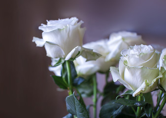 White roses flowers