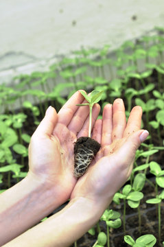 Sprout in Hand