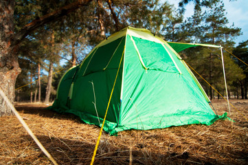 Green tent in the pine wood.