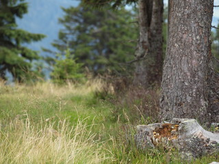 Fototapeta premium Bergwald