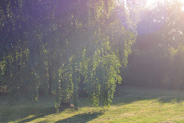 Sun rays on the birch by the side light, backyard
