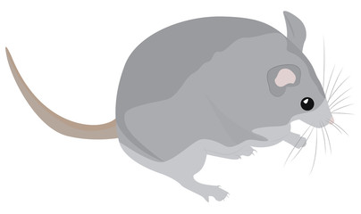 Cartoon grey mouse