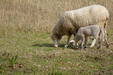 maman brebis et bébé agneau