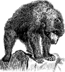 Vintage image grizzly bear