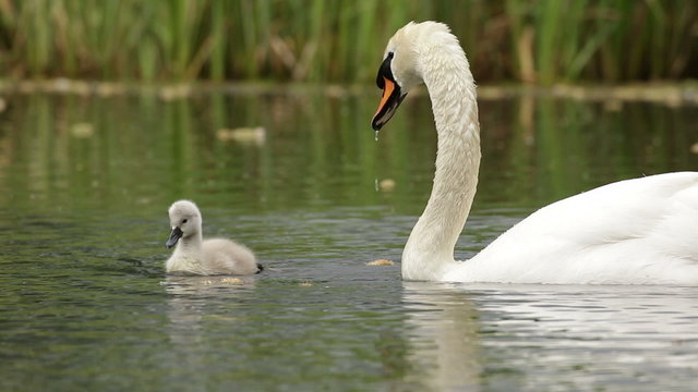 Mute Swan cygnet (Cygnus olor) feeding with its parents.