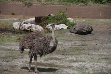 Struś © sorensen15