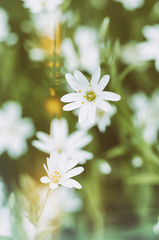 White tender spring flowers, Cerastivum arvense, growing at meadow. Seasonal natural floral vintage hipster background