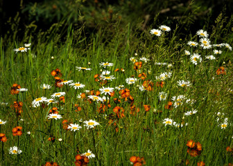 Orange hawkweed, Pilosella aurantiaca, and common daisies, Bellis perennis, adorn this grassy meadow. © Bryan Neuswanger